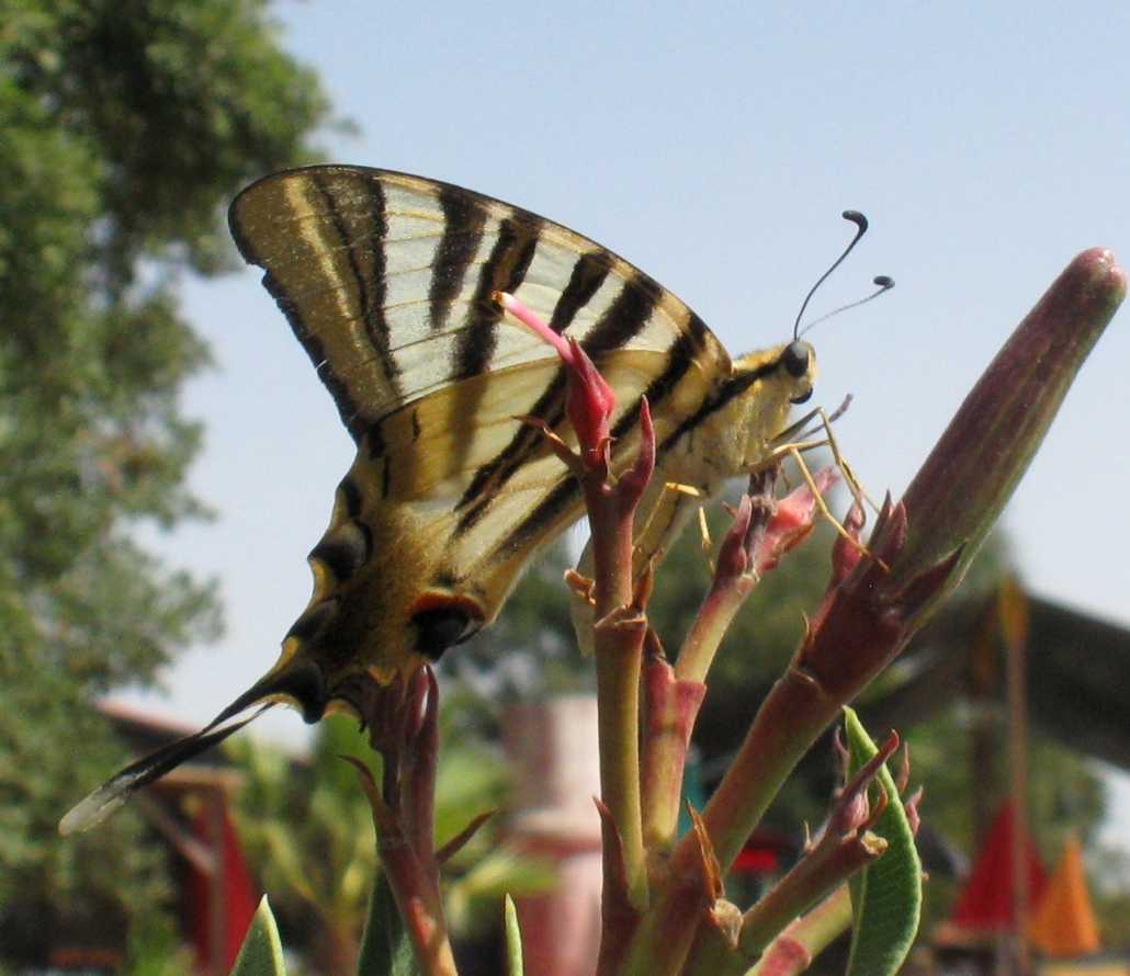 Iphiclides feisthamelii Iphiclides feisthamelii